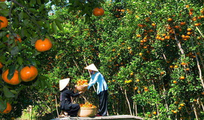 mietvuonvinhlong