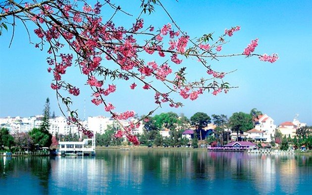 Da Lat cherry blossom festival to return this month